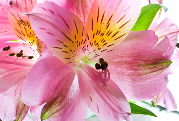 Peruvian Lily Nikon D3100