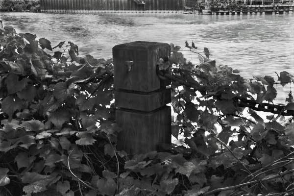 "Ivy on the River" Pentax K1000 BW Film