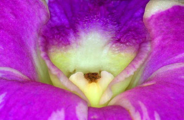 Sensual Orchid Nikon D3100