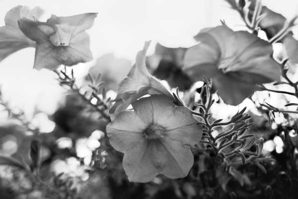 Petunias "Sing Out" Pentax K1000, BW Film