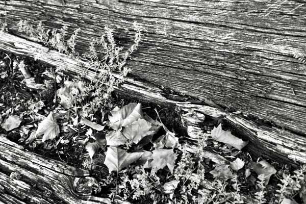 Leaves on Log "Texture Of Age" Pentax K1000 BW Film