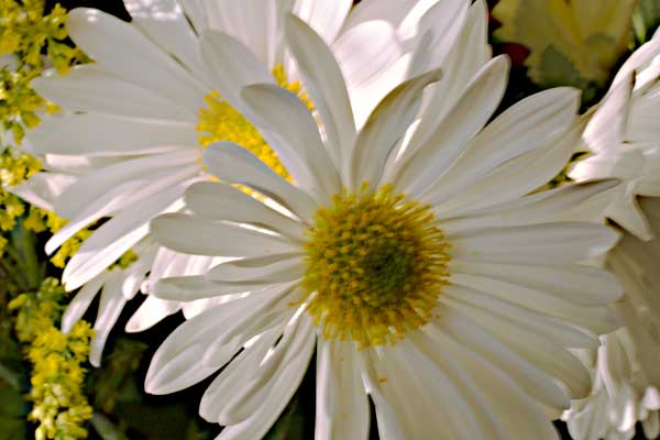 White Daisies Close up