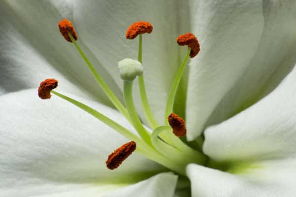 White Lily Close up