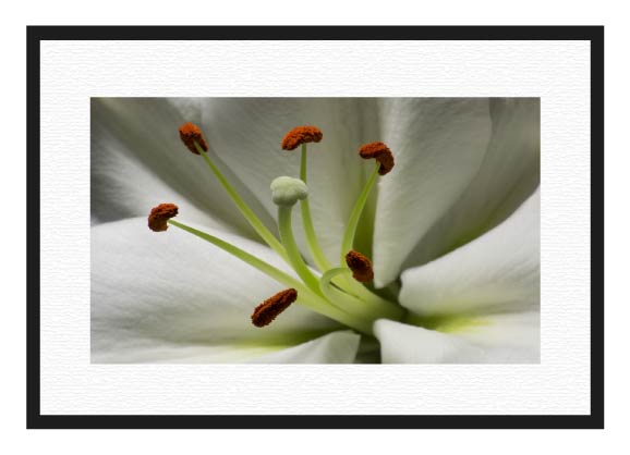 White Lily