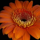 Gerber Daisy Close-up Digital