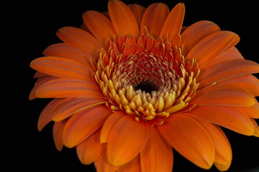 Gerber Daisy Close-up Digital