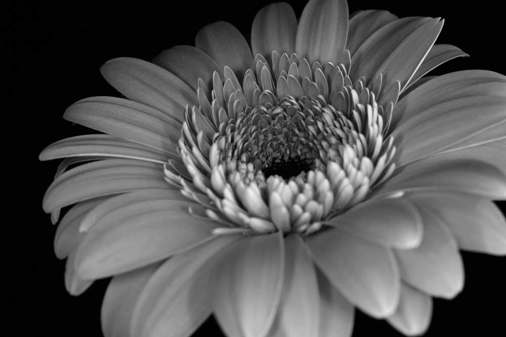 Gerber Daisy Black and White Digital Close-up