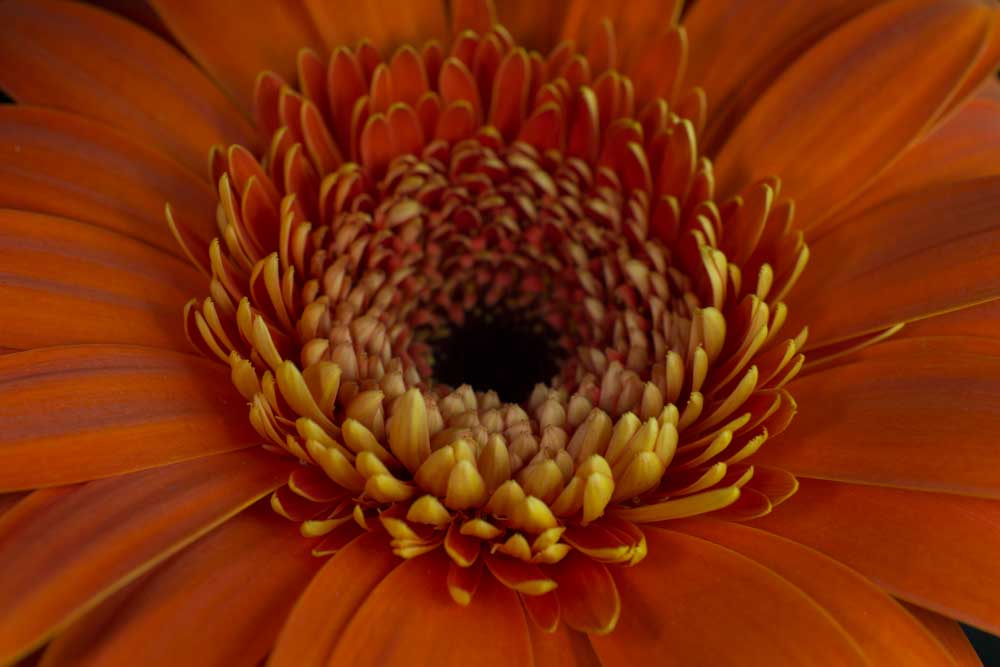 Gerber Daisy Close-up Photography