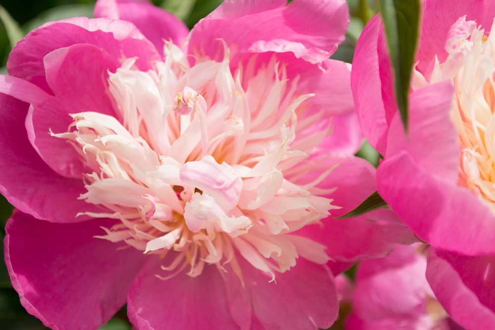 Peonies Nikon D3100