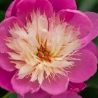 Peony Close up