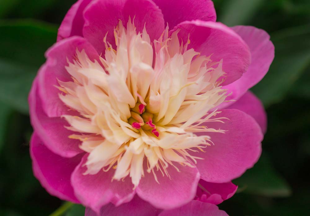 Peony Close up