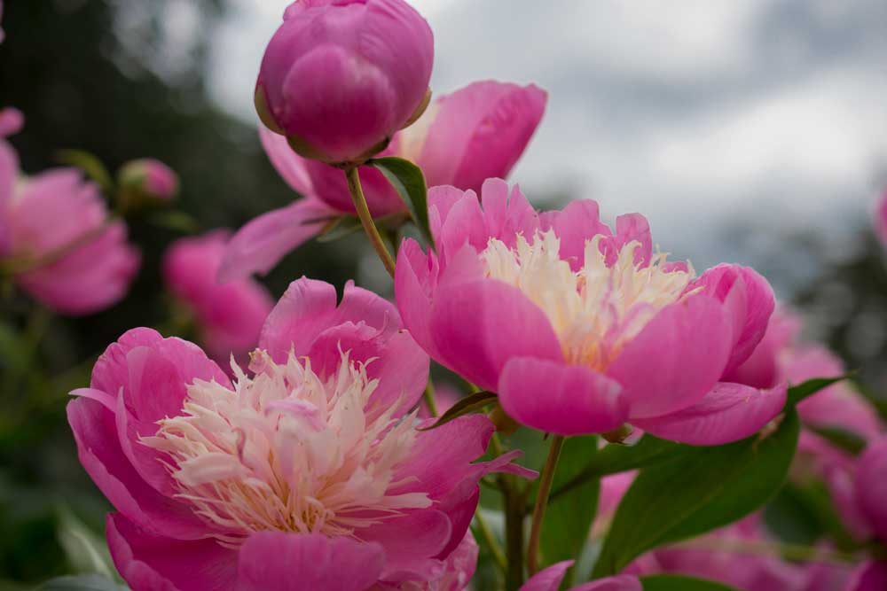 Peonies