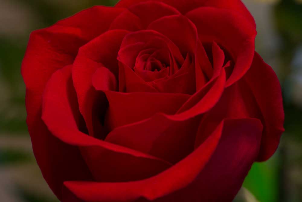 Red Rose Close-up Photography