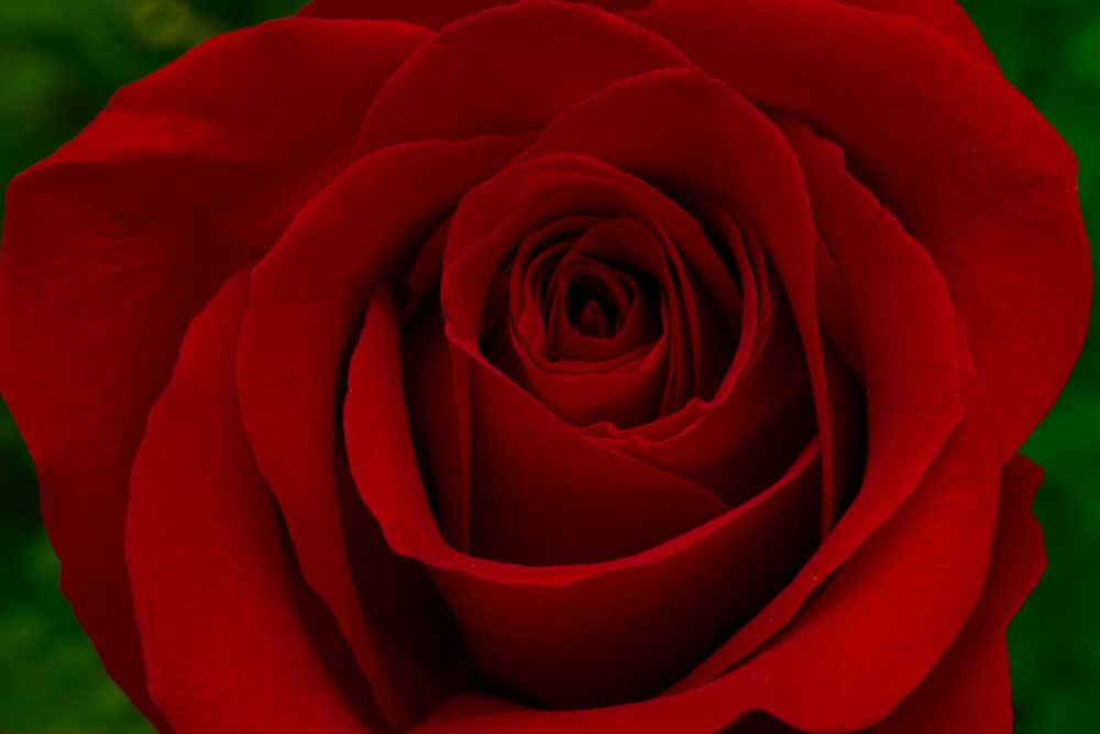 Close-up of Red Rose