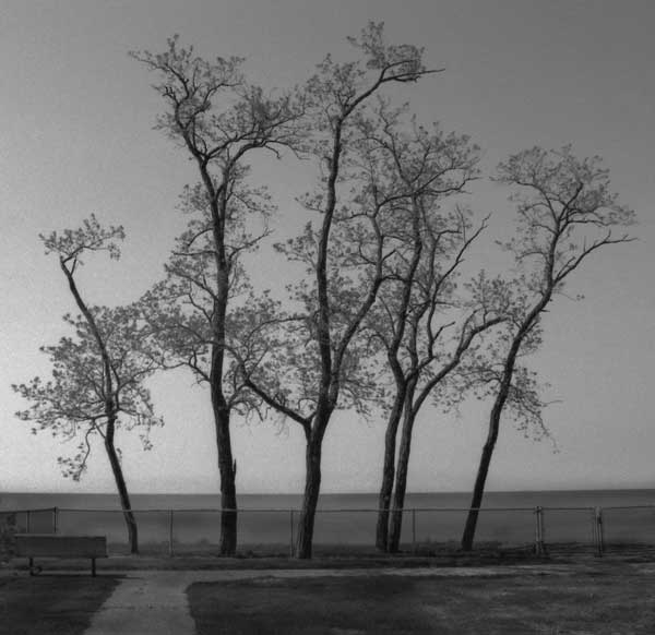 Tree Gathering Black and White Film Pentax K1000