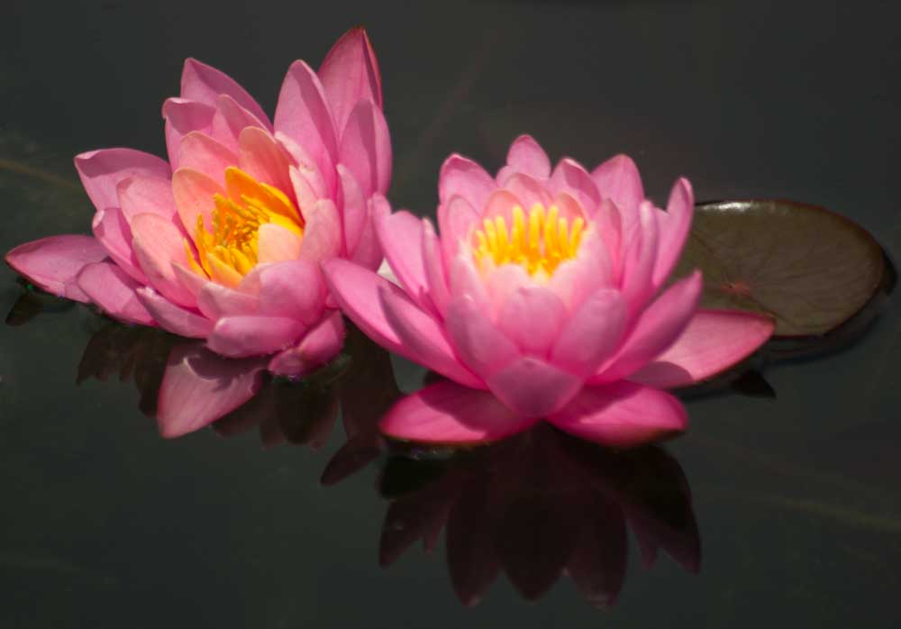 Water Lilies Nikon D3100