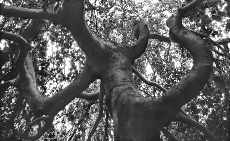 Convoluted Tree B/W 35 mm Film Photography