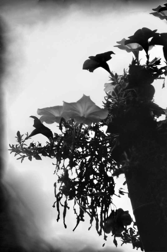 Black and White Film Photography: Dark Flowers