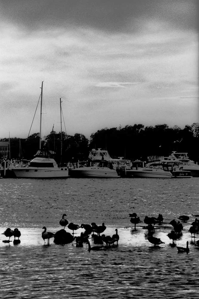 Gulls at sunset at Put-in-Bay. 35 mm BW film