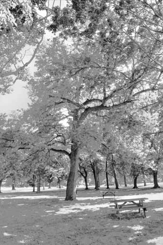 B/W Film Photography: Lincoln Park